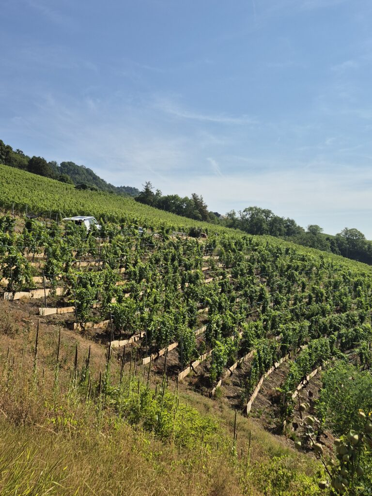 Vignes en terrasse Abbesse du lac