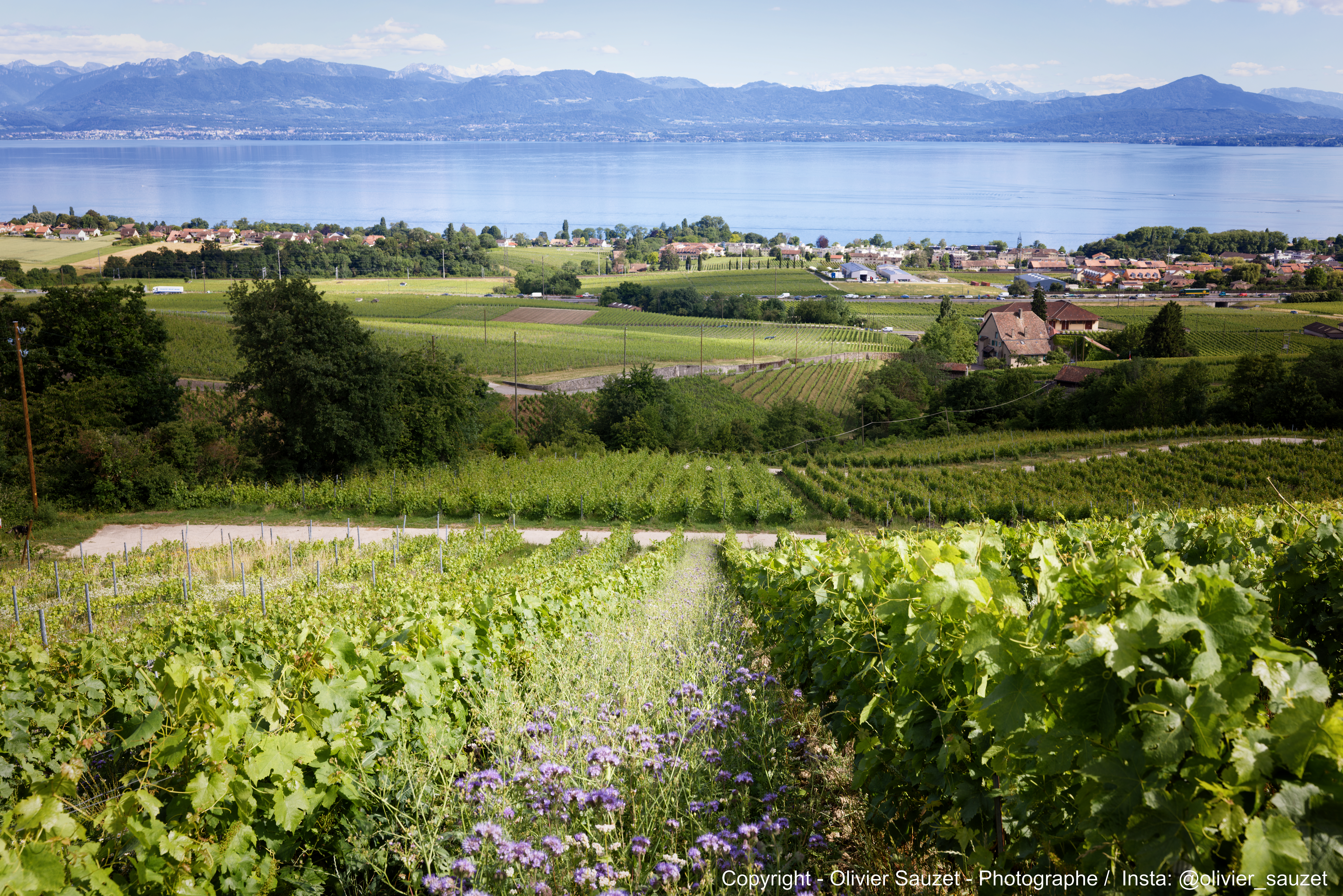Vignoble-biodynamie-Abbesse du lac-la Côte-Vaud