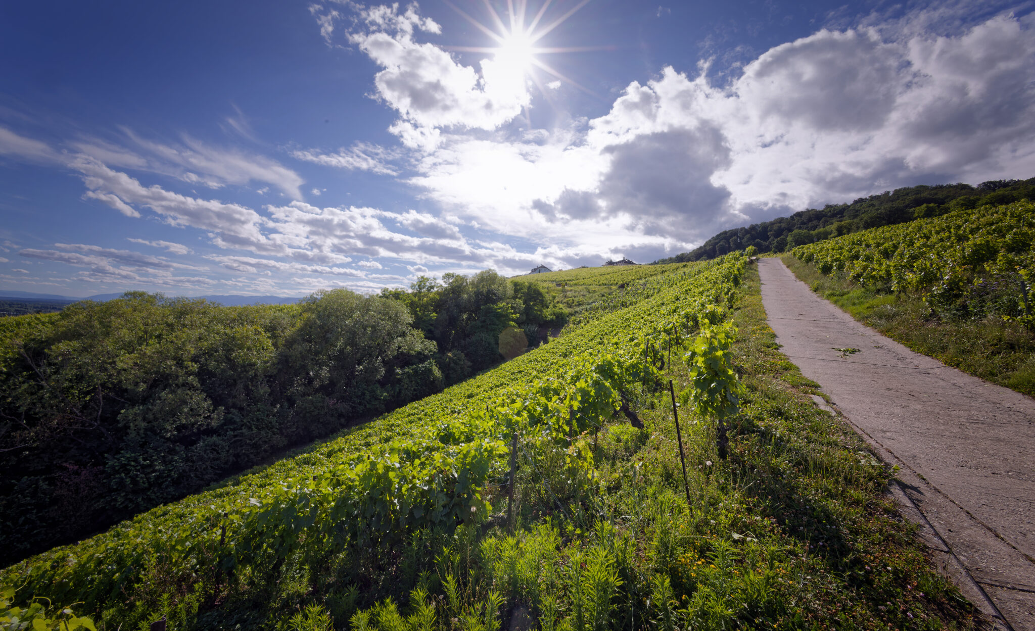 Vignoble-biodynamie-Abbesse du lac-la Côte-Vaud
